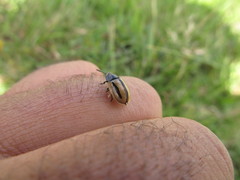 Poecilaspidella vittifera