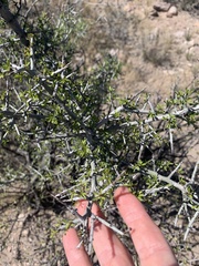 Condalia warnockii