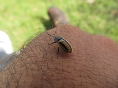 Poecilaspidella vittifera