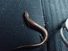 Hemiergis decresiensis