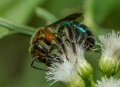 Augochloropsis tupacamaru