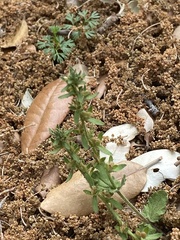 Galium virgatum