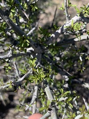 Condalia warnockii