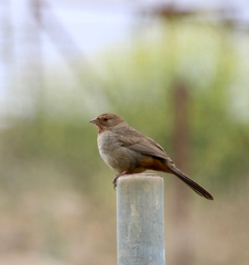 Melozone crissalis