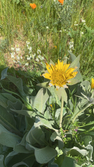 Wyethia helenioides