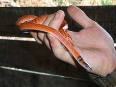 Oxyrhopus melanogenys