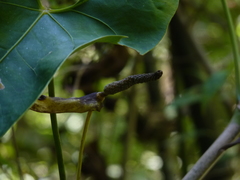Anthurium nigrescens