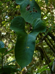 Anthurium nigrescens