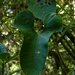 Anthurium nigrescens - Photo (c) Nate Hartley, some rights reserved (CC BY-NC), uploaded by Nate Hartley