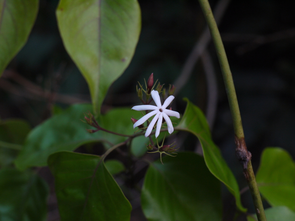 Malabar jasmine