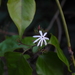 Jasminum malabaricum - Photo (c) Dinesh Valke,  זכויות יוצרים חלקיות (CC BY-SA)