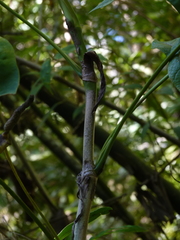 Anthurium nigrescens