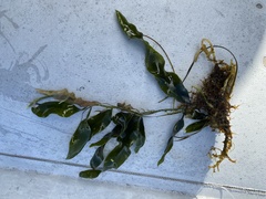 Caulerpa prolifera