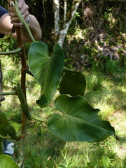 Philodendron hederaceum