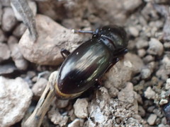 Broscinae