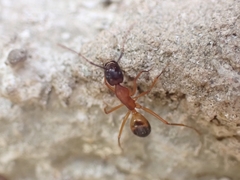 Camponotus sanctus