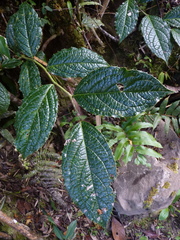 Columelliaceae