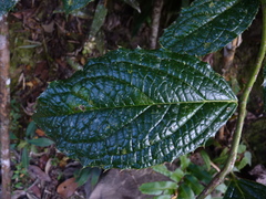 Columelliaceae