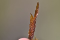 Fontinalis neomexicana