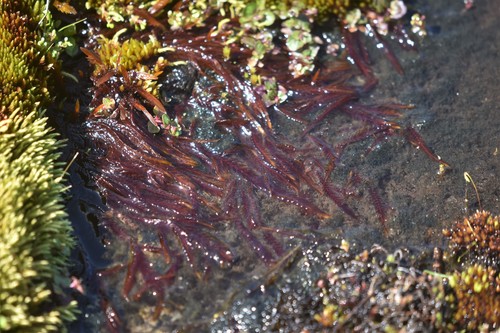 Image of Fontinalis neomexicana by no rights reserved