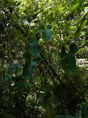 Anthurium nigrescens