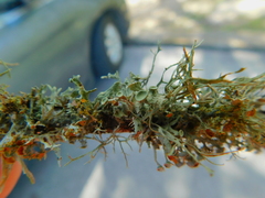 Teloschistes exilis