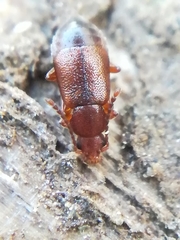 Lesteva sicula