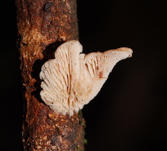 Lentinellus pulvinulus