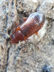Lesteva sicula