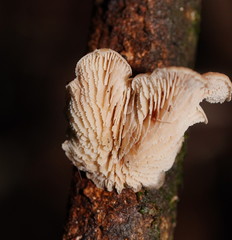 Lentinellus pulvinulus