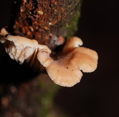 Lentinellus pulvinulus