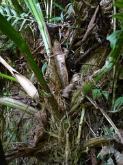 Anthurium dombeyanum