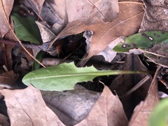 Ramularia inaequalis