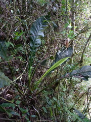 Anthurium dombeyanum