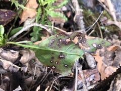 Ramularia inaequalis