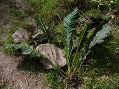 Anthurium dombeyanum