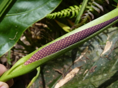 Anthurium dombeyanum