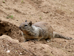 Otospermophilus beecheyi