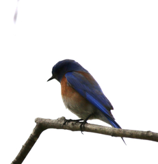Sialia mexicana
