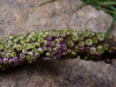 Anthurium dombeyanum