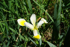 Iris orientalis