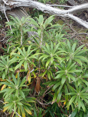 Macrolearia angustifolia