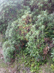 Macrolearia angustifolia