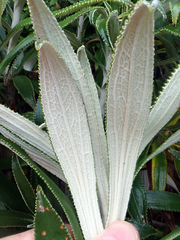 Macrolearia angustifolia