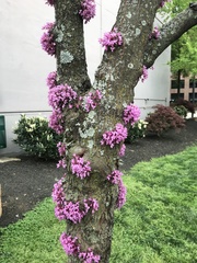 Cercis canadensis