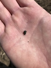 Gastrophysa cyanea