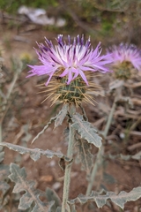 Centaurea seridis sonchifolia
