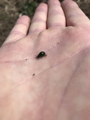 Gastrophysa cyanea