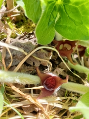 Asarum canadense canadense