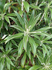 Macrolearia angustifolia